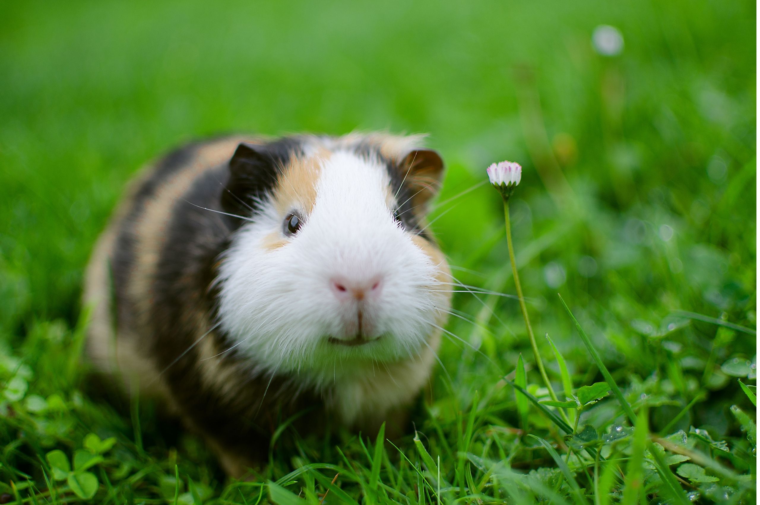 exotic pet header