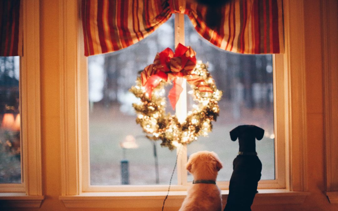 Two dogs looking out the window with Christmas wreath.
